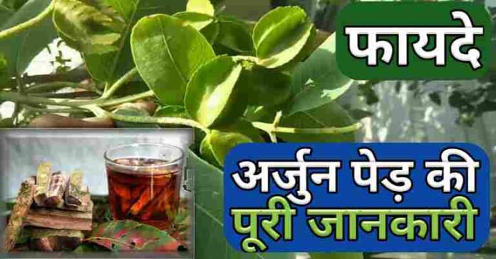 Arjun Ka Ped Chhal Benefits अर्जुन का पेड़