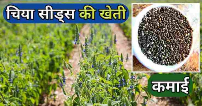Chia Seeds Ki Kheti Plant Benefits Hindi चिया सीड्स